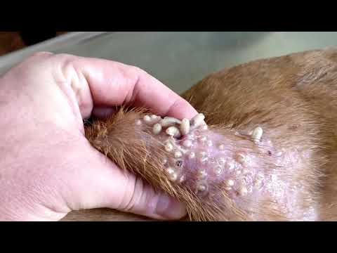 Video: Jangkitan Cacing Perut (Physalopterosis) Pada Anjing