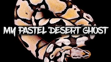 My Pastel Desert Ghost Ball Python (Bonus Video!)