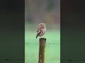 Steenuil 🦉👀 Little owl #owl #vroegevogels