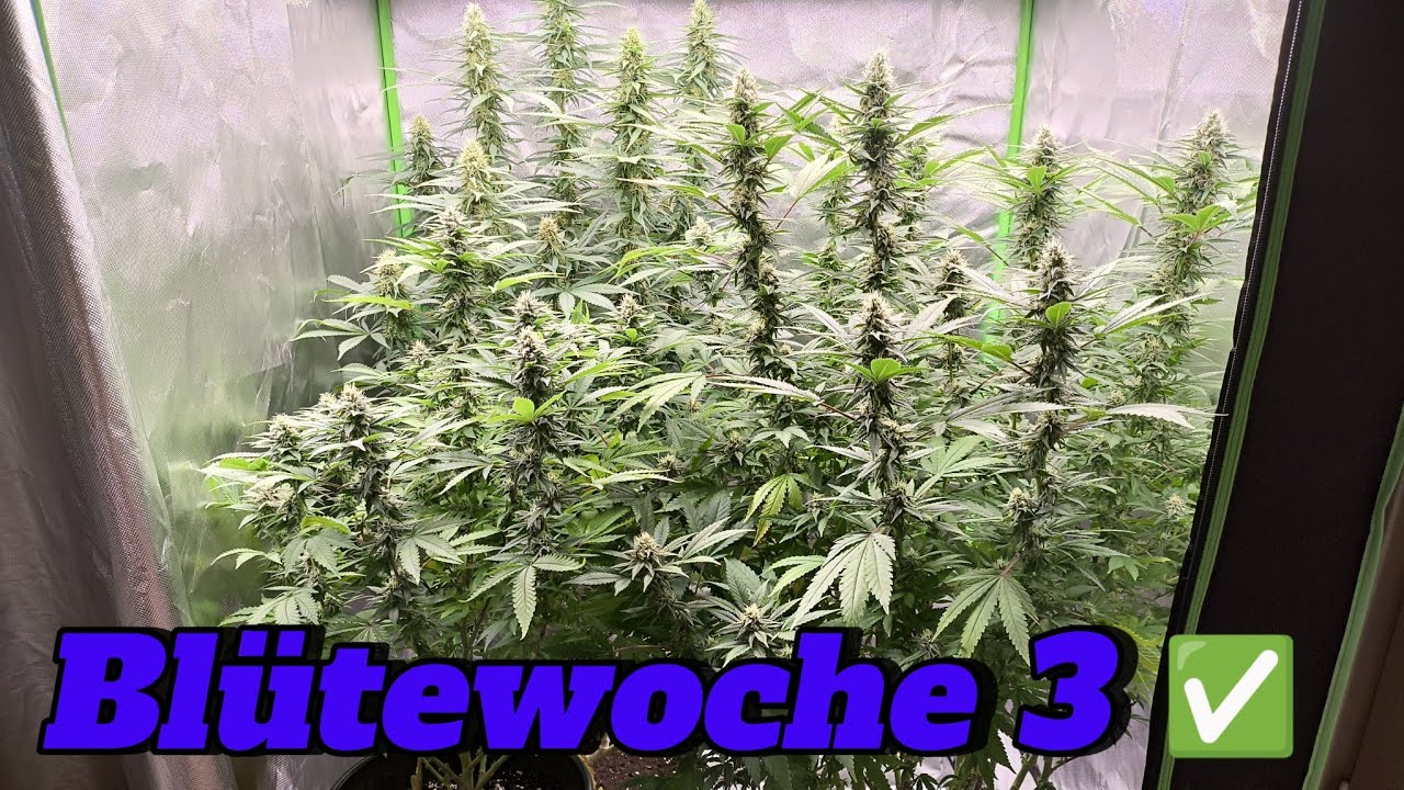 Blütewoche 3 ✅, Pflanzen & Steckling Blühen auf | Indoor Grow Documentary, Anbau 🌱 #video #germany 