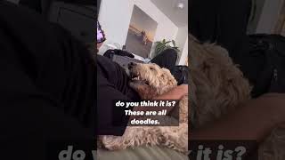 Wait Your Purchase Helps Rescue Pets?