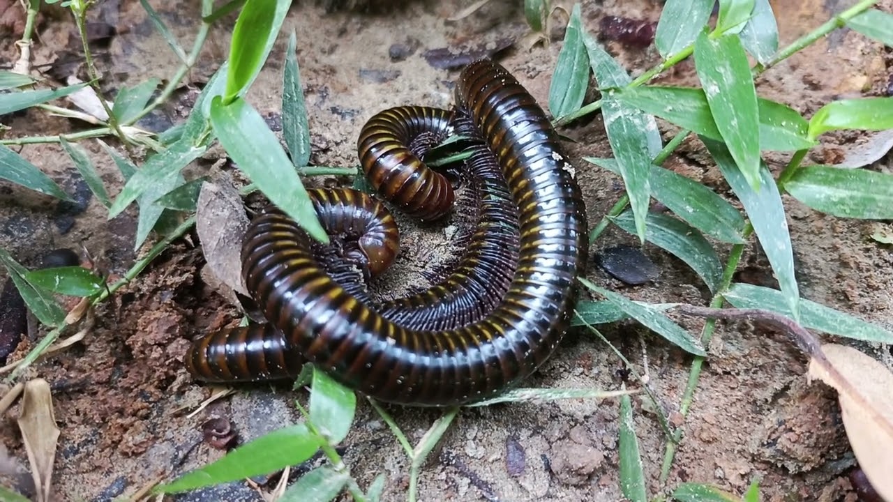 Amazing millipede 
