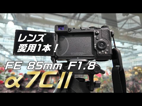 SONY α7C IIと愛用のレンズで撮る神代植物公園の花たち | FE 85mm F1.8