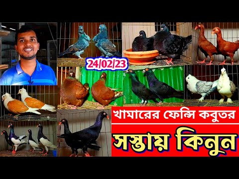 প্রণব ভাইয়ের খামার থেকে সস্তায় ফেন্সি কবুতর কিনুন | অফার মিস করবেন না