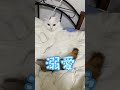 ツンデレ猫とデレデレ飼い主の寝る前ルーティーン　#shorts #アメリカンカール #猫