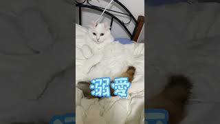 ツンデレ猫とデレデレ飼い主の寝る前ルーティーン #shorts #アメリカンカール #猫