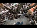 猟犬でイノシシ捕獲39（本業が忙しくて配信サボってました💦）