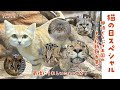 猫の日スペシャル / Cat Day Special