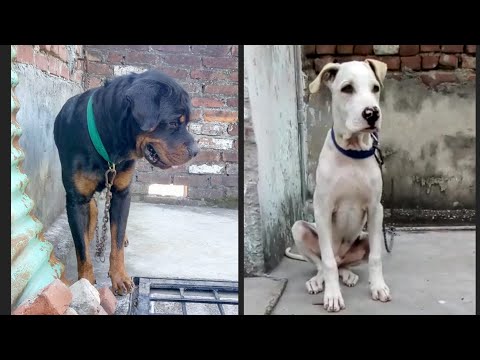 Bholu Bully Kutta Bully Dog Youtube