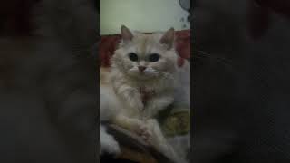 wait for end 🐈 😻 #beautiful #cat