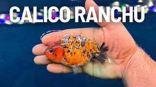 Download Lagu My subscriber sent me… ANOTHER GOLDFISH MP3