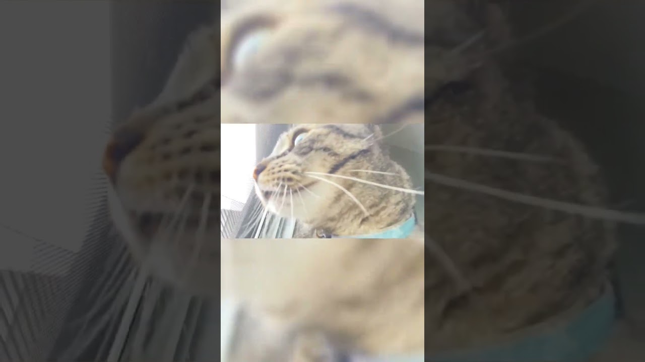 Small Kitty Big Yawn 