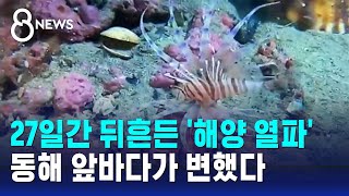 27일간 뒤흔든 '해양 열파'…동해 앞바다가 변해버렸다 / SBS 8뉴스