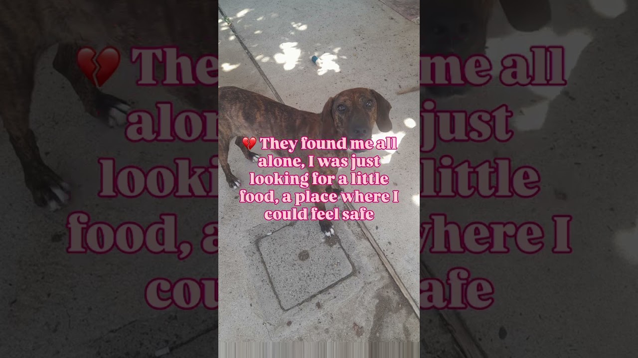 Lidia Needs A Home | Sweet Hound Mix Is Waiting For A Family 