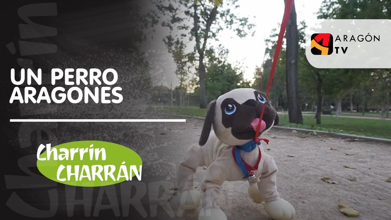 Un perro aragonés 22D 4