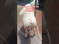 #mashallahsubhallahturkeydumba Turkey dumba #sheepfarming #dumbafarming #shortsfeed #youtubeshorts