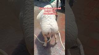 #mashallahsubhallahturkeydumba Turkey dumba #sheepfarming #dumbafarming #shortsfeed #youtubeshorts
