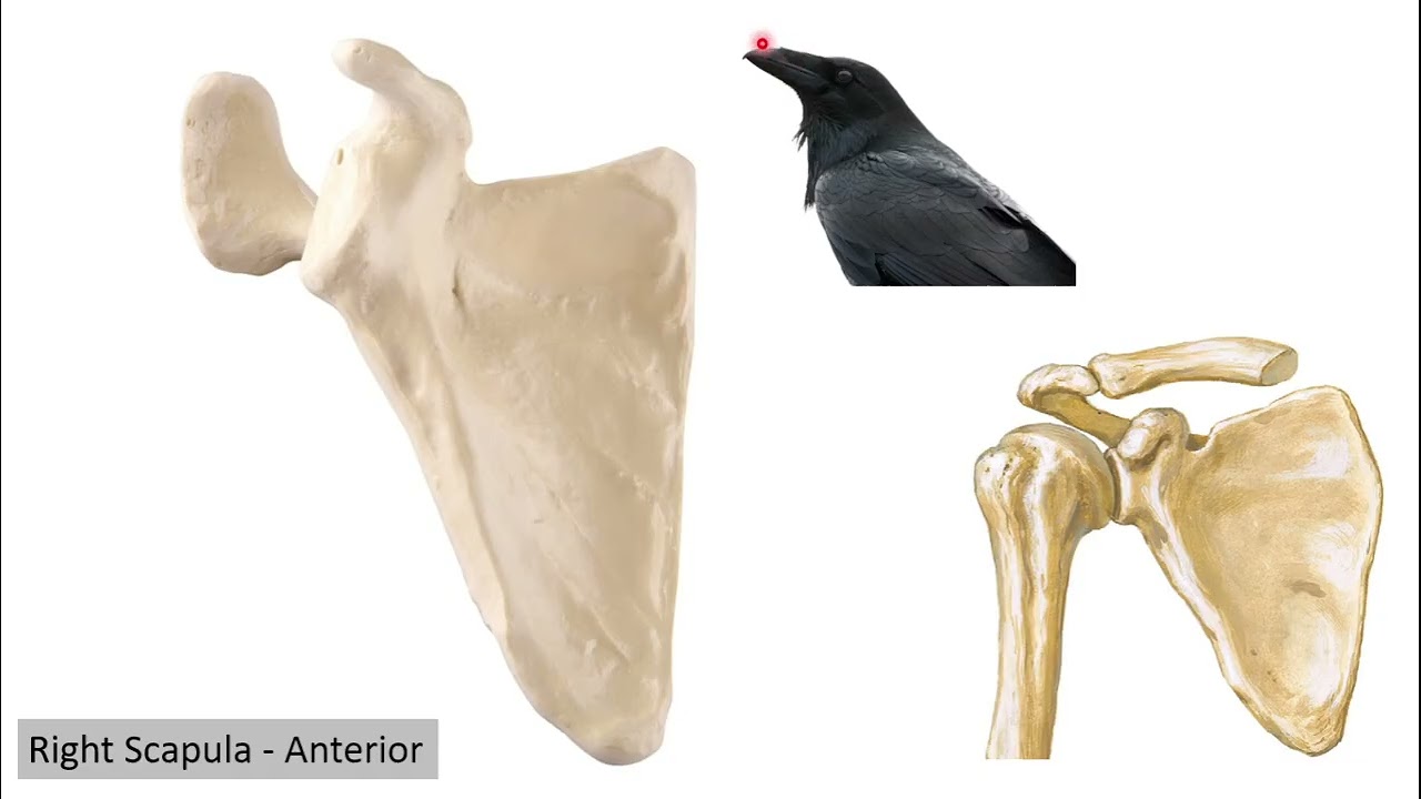 Lab 1: The Appendicular Skeleton