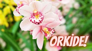 İddaa Ediyorum En Güzel ''Orkide Türleri'' Bu Videoda! | Orkide Bakımı | Resimi