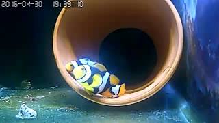 1050430黑邊戊班生蛋