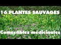 16 plantes sauvages comestibles et mdicinales a ramasser sur 100 mtres