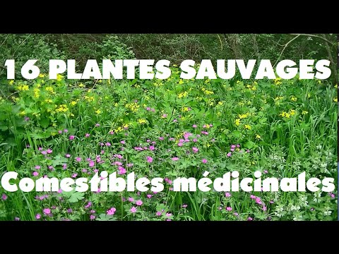 Vidéo: Quelles Plantes Sauvages Sont Comestibles