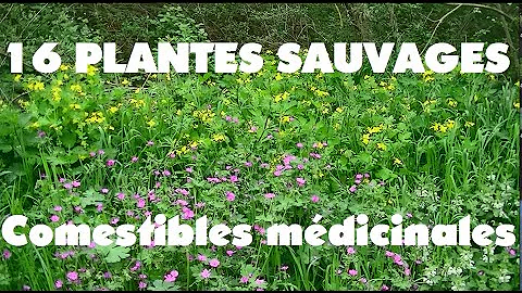 Comment reconnaître les plantes sauvages comestibles ?