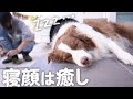 現場監督してたらお昼寝しちゃったボーダーコリーの寝顔が幸せそうで尊い・・・