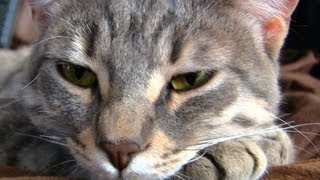 Celebrity Cat plays fetch like a dog! Profile