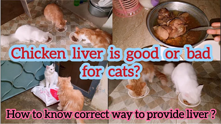 Video 7154541: persiancat catfood, persian cat, kittycat, cat chicken, kitten