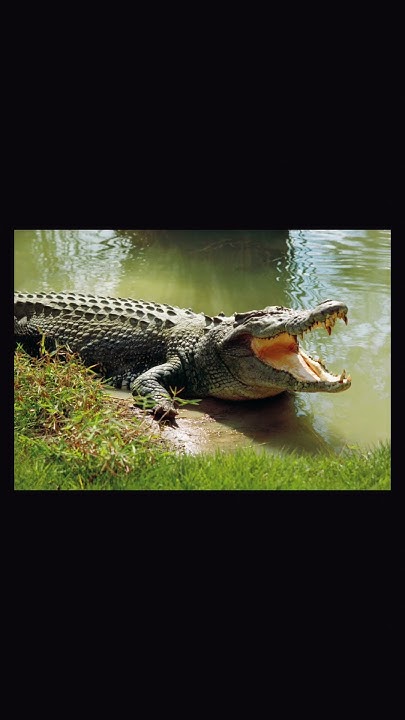 Saltwater crocodile vs green anaconda - YouTube
