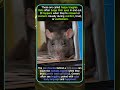 This Rat Is Doing Happy Boggles