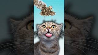 Why Do Cats Like Catnip?