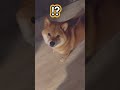 朝6時半、起きて30秒の柴犬がこちらです