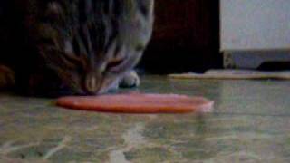 Cat eating bologna