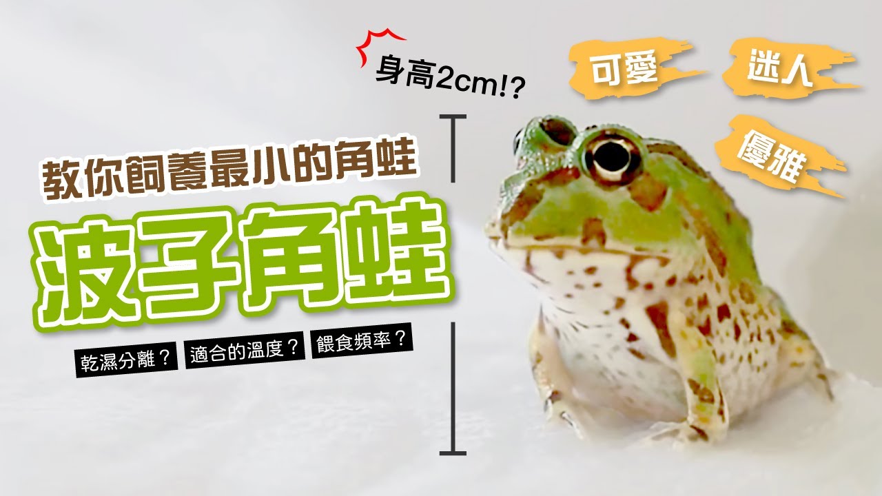 敲碗教學 教你飼養迷人的波子角蛙 Pacman Taiwan Youtube