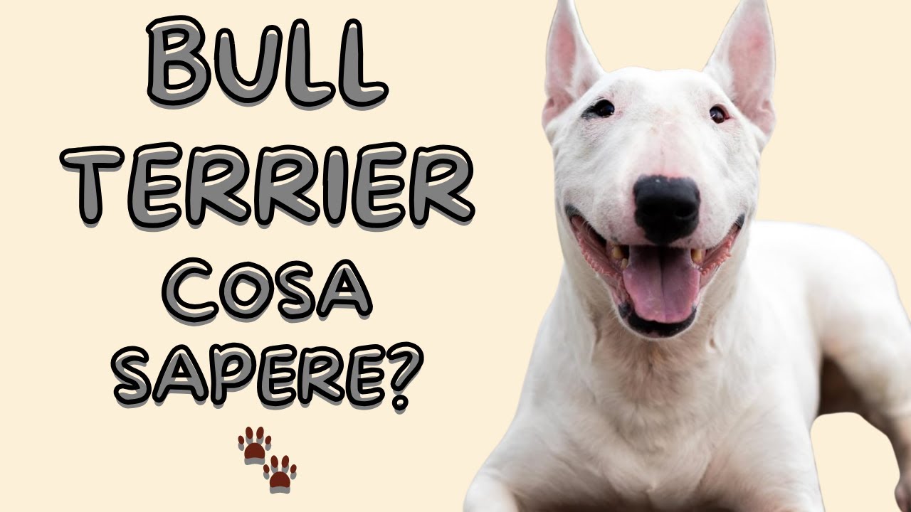 Bull Terrier: perché non è un cane per tutti