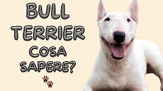 Bull Terrier Perché Non È Un Cane Per Tutti