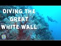 Diving The Great White Wall - Rainbow Reef, Fiji