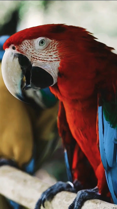 Suara Macaw (5)