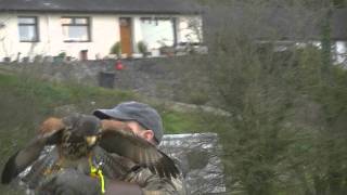 Harris Hawk - Slow Motion - Flying Free - HD - Widescreen