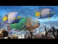 Coral and Parrotfish - A Love Story