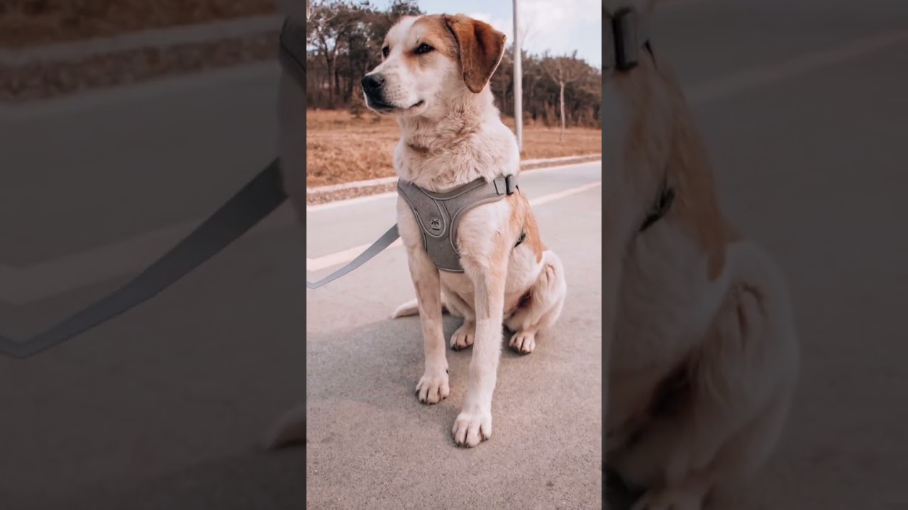 Dog Harness, Lead and Harness Set, Pet Care, Dog Walks, Small Dog, Large Dog Harness, Puppy Products