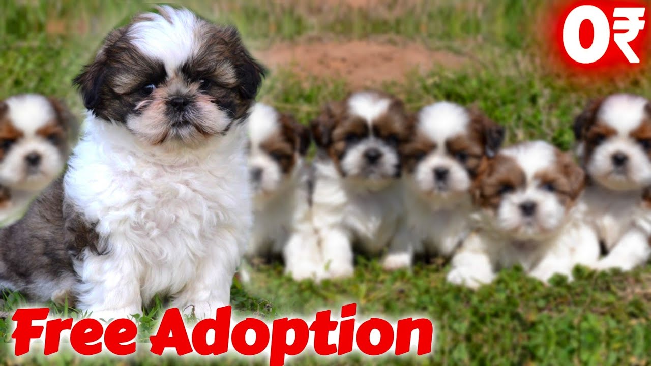 shih-tzu-for-free-adoption-heavy-bone-puppy-available-for-free