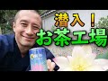蓮茶が出来るまで　お茶工場見学　蓮和尚 生蓮寺