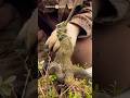 Pruning the main stem of the golden bullet bonsai material #bonsai #bonsaitree #bonsaiart