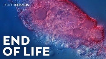 A Microscopic Tour of Death | Compilation