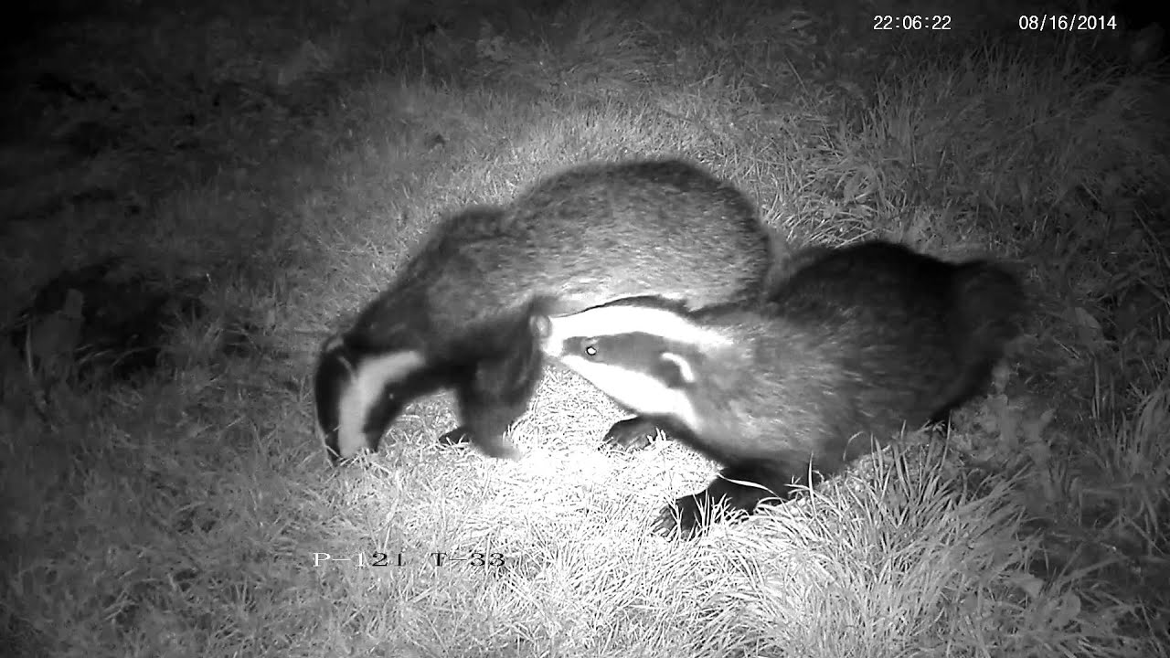 badger animal habitat Lovely affectionate mutual grooming - two young female badgers - cute !