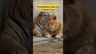 Persahabatan Harimau dan Singa #hewanlucu #hewanbuas #shorts