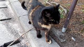 公園を歩いていると向こうから人懐っこい猫が向かってきた。